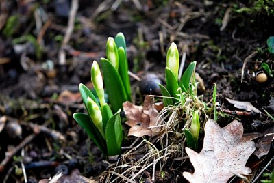 Leucojum vernum - bledule jarní
